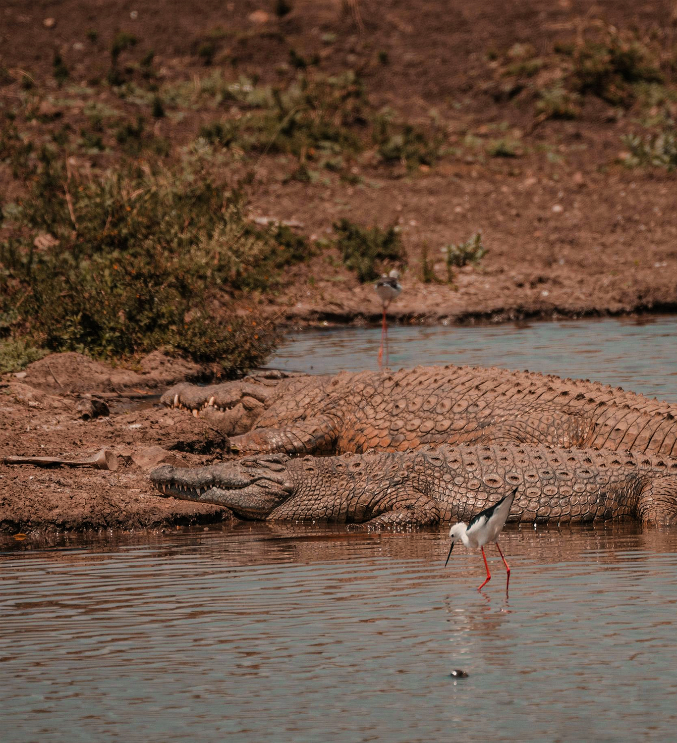 Crocodile In Ranthambore River